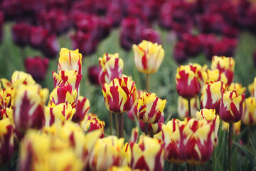 Rembrandt single tulip 'Helmar' in flower