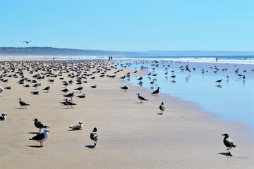Atlantic Ocean view with a lot of seagulls at the beach in Costa da Caparica, near Lisbon, the capital of Portugal.