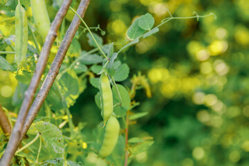 Gardening and agriculture concept. Perfect green fresh ripe organic peas ready to harvesting on branch in garden. Vegan vegetarian home grown food production. Local garden produce clean pea pods.