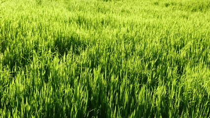 green grass background