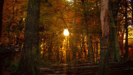 Sun in the forest