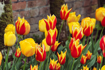 Lily flowered tulip 'Aladdin' in flower