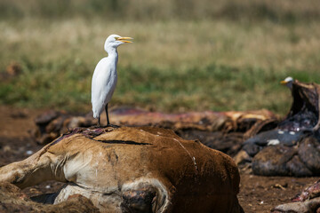 Western Cattle egret in carcass in Vulpro rehabilitation center, South Africa; specie Bubulcus ibis family of Ardeidae