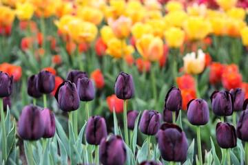 Fototapeta premium Dark wine coloured single triumph tulip 'Queen Of The Night' in flower