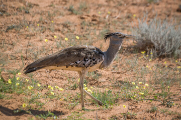 Kori bustard walking in sand with wild flowers in Kgalagadi transfrontier park, South Africa;  Specie Ardeotis kori family of Otididae
