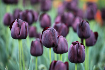 Dark wine coloured single triumph tulip 'Queen Of The Night' in flower