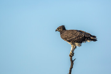 Martial Eagle perched isolated en blue sky in Kruger National park, South Africa ; Specie Polemaetus bellicosus family of Accipitridae
