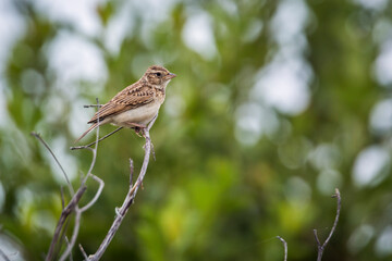 Monotonous Lark standing on a branch in Kruger National park, South Africa; specie Mirafra...