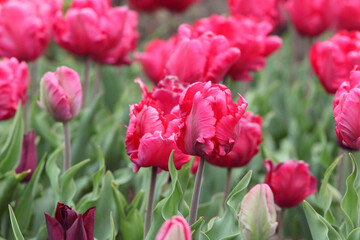 Dark pink parrot tulips in flower