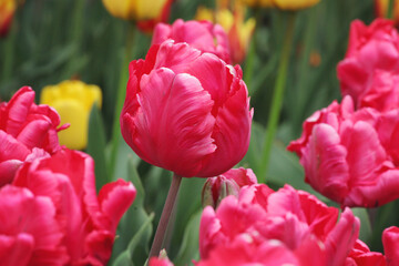 Dark pink parrot tulips in flower