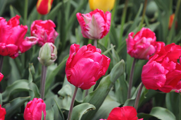 Fototapeta premium Dark pink parrot tulips in flower