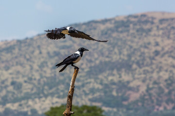 African Pied Crow perched spread wings in Vulpro rehabilitation center, South Africa; specie Corvus albus family of corvidae