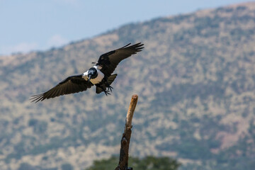 African Pied Crow flying in Vulpro rehabilitation center, South Africa; specie Corvus albus family of corvidae