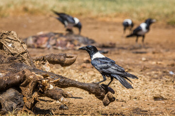 African Pied Crow group scavenging a cattle carcass in Vulpro rehabilitation center, South Africa; specie Corvus albus family of corvidae