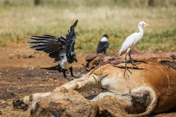 African Pied Crow and cattle egret in carcass in Vulpro rehabilitation center, South Africa; specie Corvus albus family of corvidae