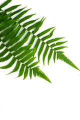 Green leaves fern tropical rainforest foliage plant isolated on white background, clipping path included.