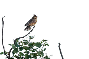 Rufous-naped Lark singing perched in branch in Kruger National park, South Africa ; Specie Mirafra africana family of Alaudidae