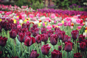 Wine coloured single triumph tulip 'Ronaldo' in flower