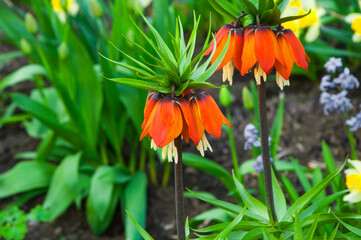 royal crown on a green background. imperial hazel grouse in the garden. red flower on natural...