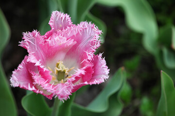 Pink feathered tulip in flower