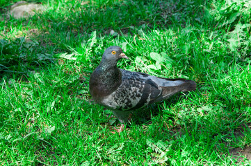 dove in the grass. gray bird on the ground. pigeon on a green background