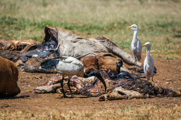 Obraz premium African Sacred Ibis and southenr cattle egret in cattle carcass in Vulpro rehabilitation center, South Africa; specie Threskiornis aethiopicus family of Threskiornithidae