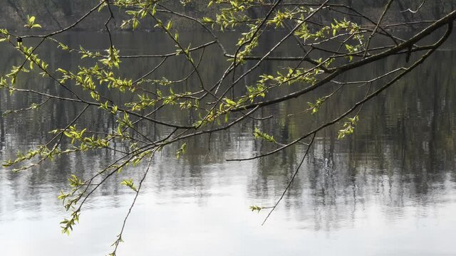 spring flood big water. young green tree branches above water