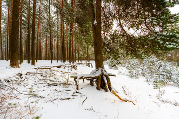 Pine forest on a snowy winter day. View from the hill. Russia, Europe. Beautiful nature. Tree roots. Christmas tree.