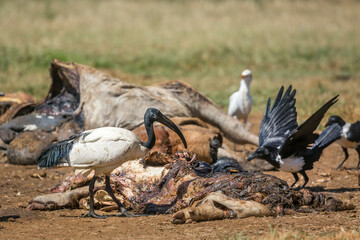 African Sacred Ibis and African Pied Crow in cattle carcass in Vulpro rehabilitation center, South Africa; specie Threskiornis aethiopicus family of Threskiornithidae
