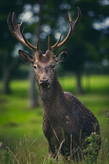 Deer in Scottish woods