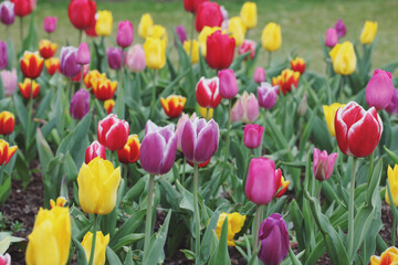 A variety of colourful tulips in flower
