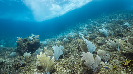 Fototapeta na wymiar Seascape with large area of Gorgonian Coral in coral reef of Caribbean Sea, Curacao