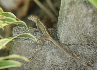 green lizard gecko in green plants
