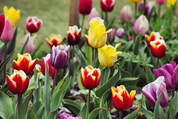 Obraz premium A variety of colourful tulips in flower