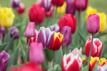 A variety of colourful tulips in flower