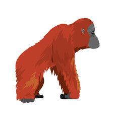 Obraz na płótnie Canvas Pongo pygmaeus - Bornean orangutan - Female - Side view - Flat vector isolated