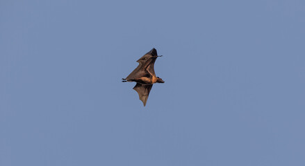 flying fox flying in the sky, Pteropus vampyrus