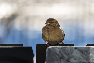 A sparrow perched on the edge of the balcony. European bird. European animals. Early spring in...