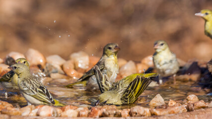 Three Village weaver bathing in waterhole in Kruger National park, South Africa ; Specie Ploceus cucullatus family of Ploceidae