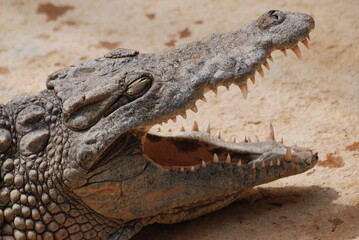crocodile