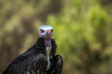 White headed Vulture portrait isolated in natural background in Vulpro rehabilitation center, South Africa; Specie  Torgos tracheliotos family of Accipitridae