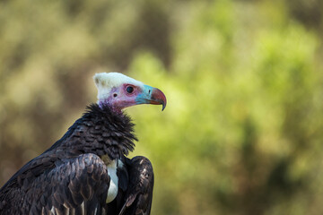 White headed Vulture portrait isolated in natural background in Vulpro rehabilitation center, South Africa; Specie  Torgos tracheliotos family of Accipitridae