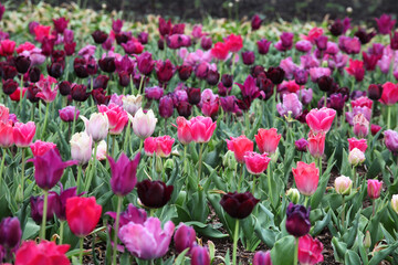 Rows of colourful triumph tulips in a flower meadow