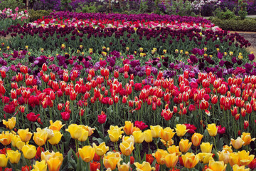 Rows of colourful triumph tulips in a flower meadow