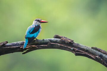 Woodland kingfisher standing on a branch with natural background in Kruger National park, South Africa ; specie Halcyon senegalensis family of Alcedinidae