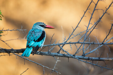 Woodland kingfisher standing on a branch in morning light in Kruger National park, South Africa ; specie Halcyon senegalensis family of Alcedinidae