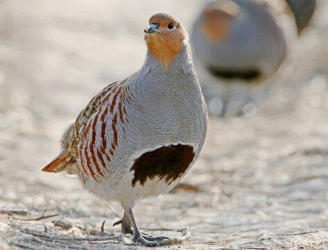 Leader of a pack of gray partridges in a pose of attention, look at the photographer. The image is in the backlight