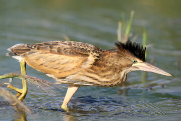 Young little bittern hunting on the water. Close up scene.
