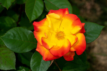 red and yellow flower