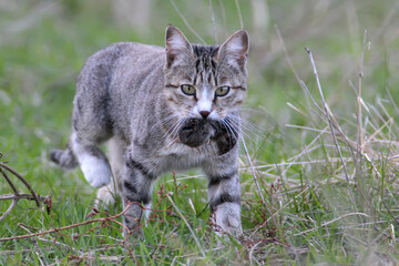A domestic cat caught a field mouse and carried it to the owner